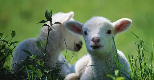 lambs1400x729