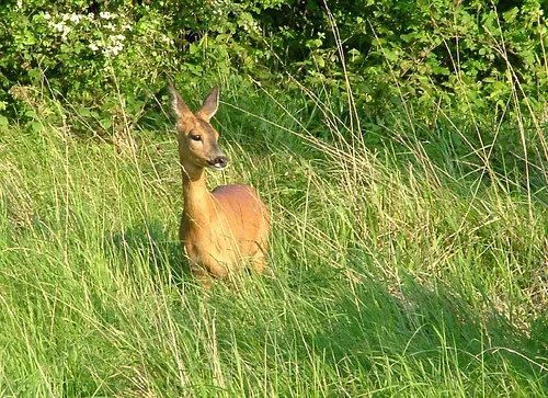 RoeDeerRH