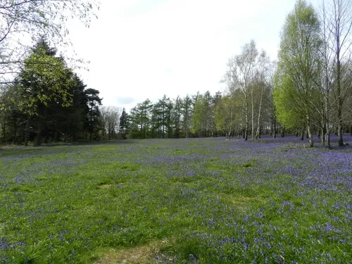 BluebellMeadow