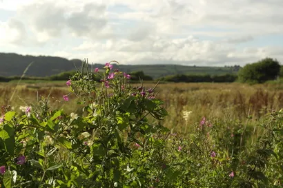 ferrysidefarmbbtearoomssurroundingswildflowers