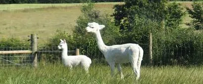 8alpacas